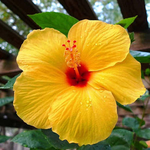Flower Seeds, Seeds,Seeds For Planting,Plant Seeds