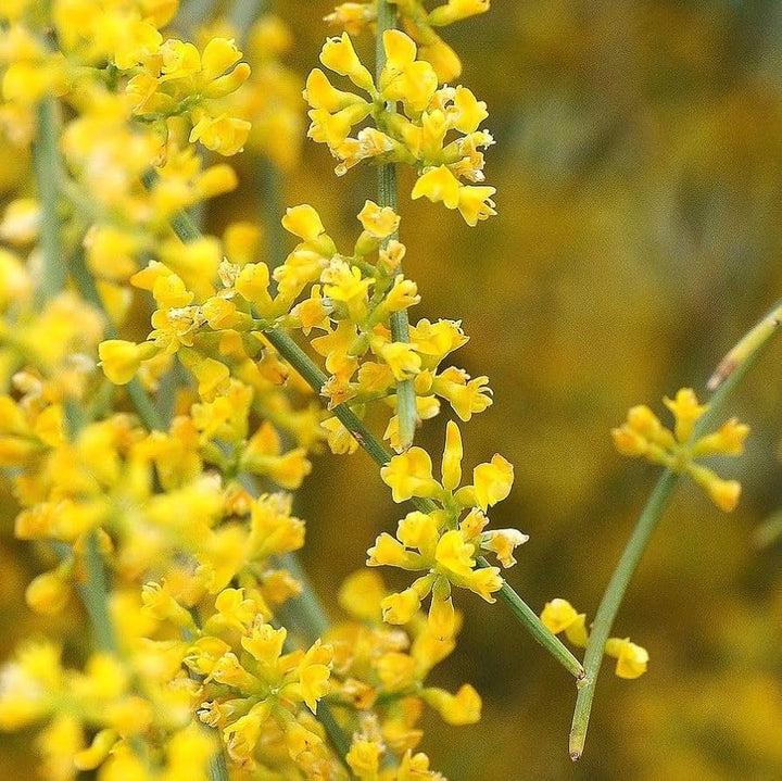 Flower Seeds, Seeds,Seeds For Planting,Plant Seeds