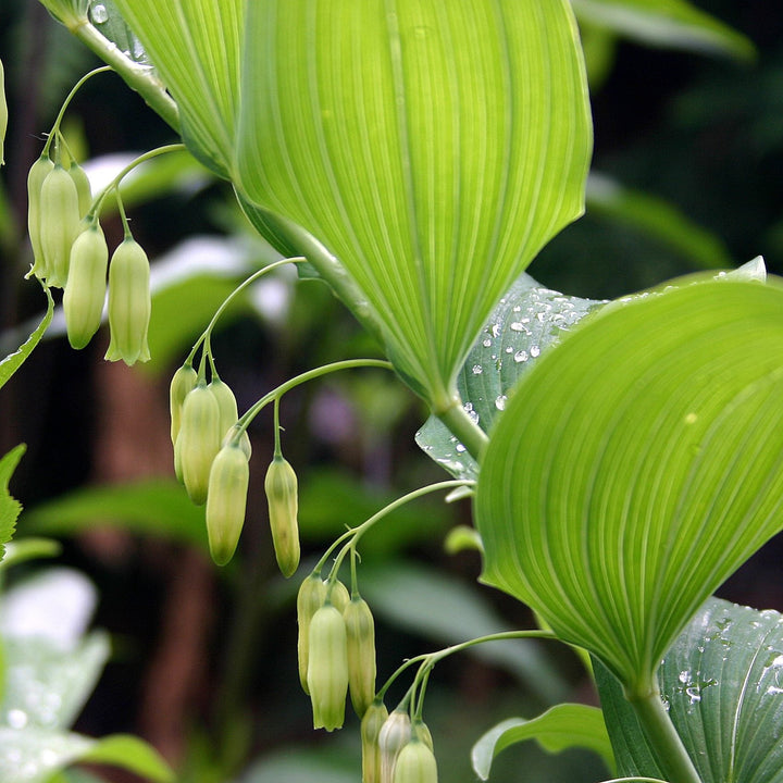 Flower Seeds, Seeds,Seeds For Planting,Plant Seeds