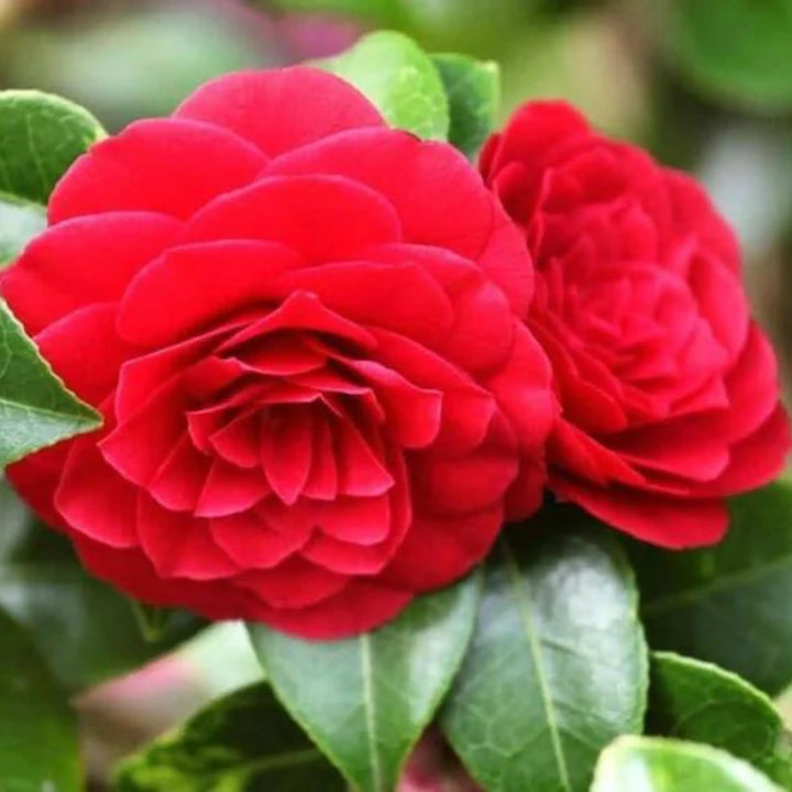 Flower Seeds, Seeds,Seeds For Planting,Plant Seeds