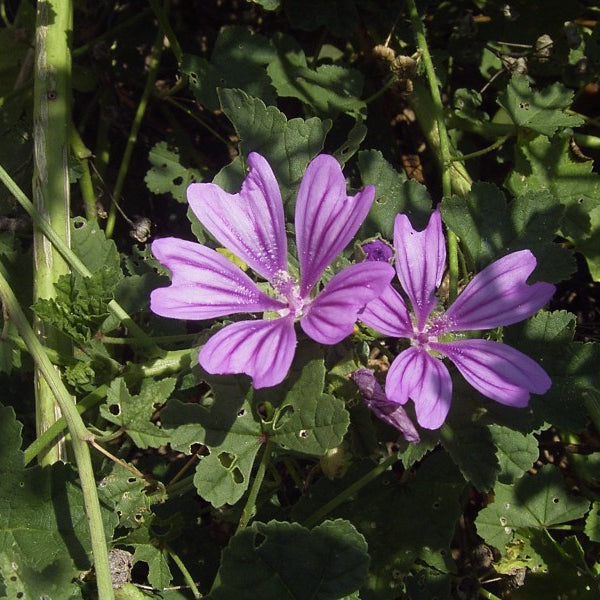 Flower Seeds, Seeds,Seeds For Planting,Plant Seeds