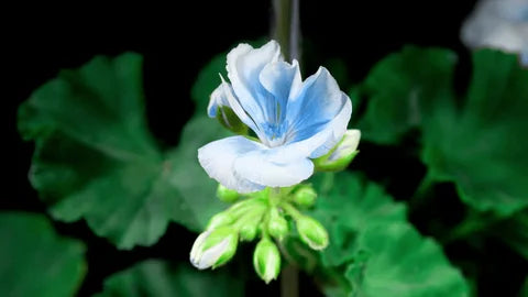 Geranium Pelargonium Seeds for Planting Blue White – Heirloom, Non-GMO, High Germination Organic Garden Seeds Wildflower Mix