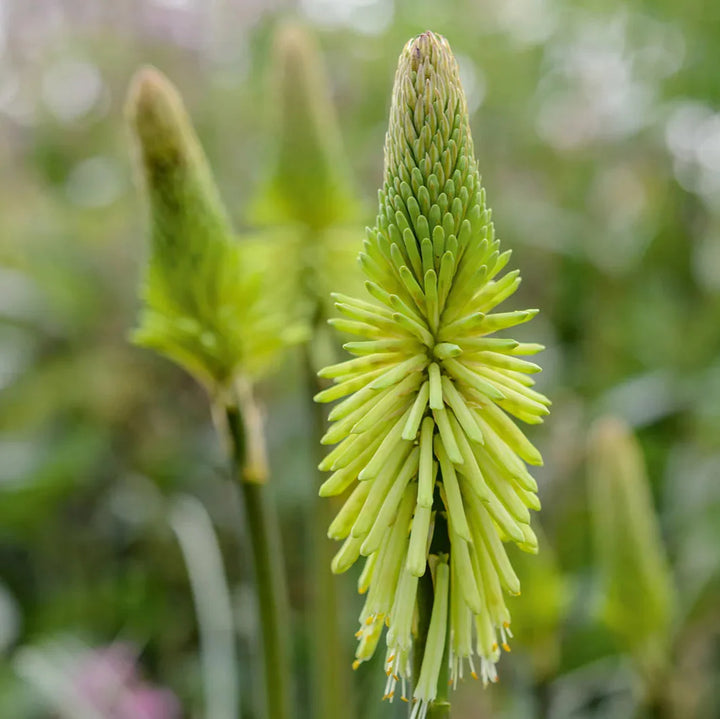 Flower Seeds, Seeds,Seeds For Planting,Plant Seeds
