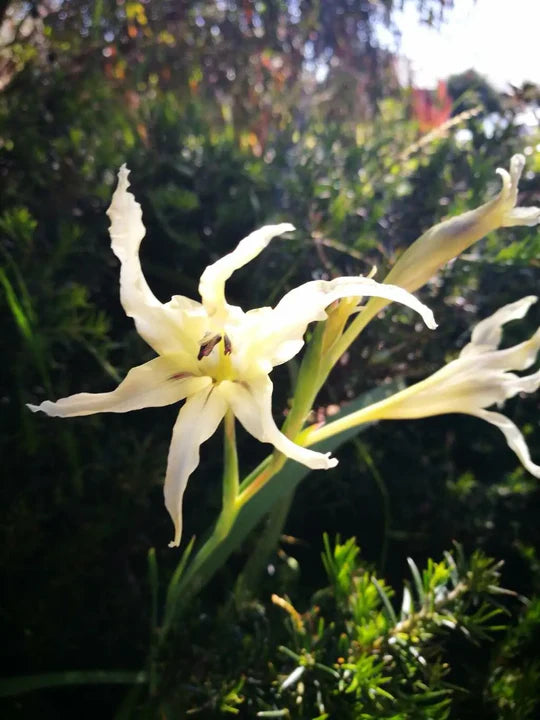 Gladiolus Tristis Flower Seeds for Planting – Colorful Display, Heirloom, Non-GMO, High Germination Organic Garden Seeds