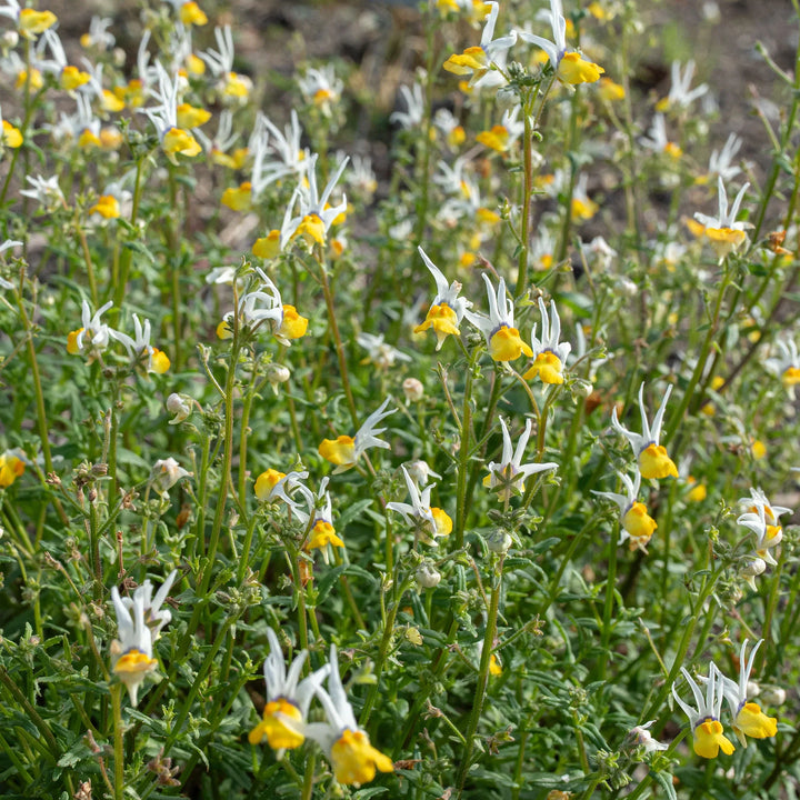 Flower Seeds, Seeds,Seeds For Planting,Plant Seeds