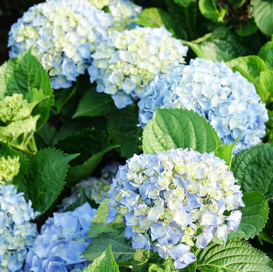 Blue & Yellow Hydrangea Flower Seeds for Planting – Heirloom, Non-GMO, High Germination Garden Seeds