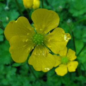 Flower Seeds, Seeds,Seeds For Planting,Plant Seeds
