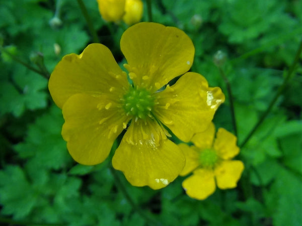 Flower Seeds, Seeds,Seeds For Planting,Plant Seeds