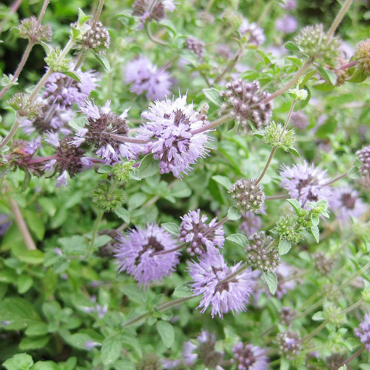 Flower Seeds, Seeds,Seeds For Planting,Plant Seeds