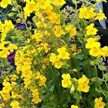 Flower Seeds, Seeds,Seeds For Planting,Plant Seeds