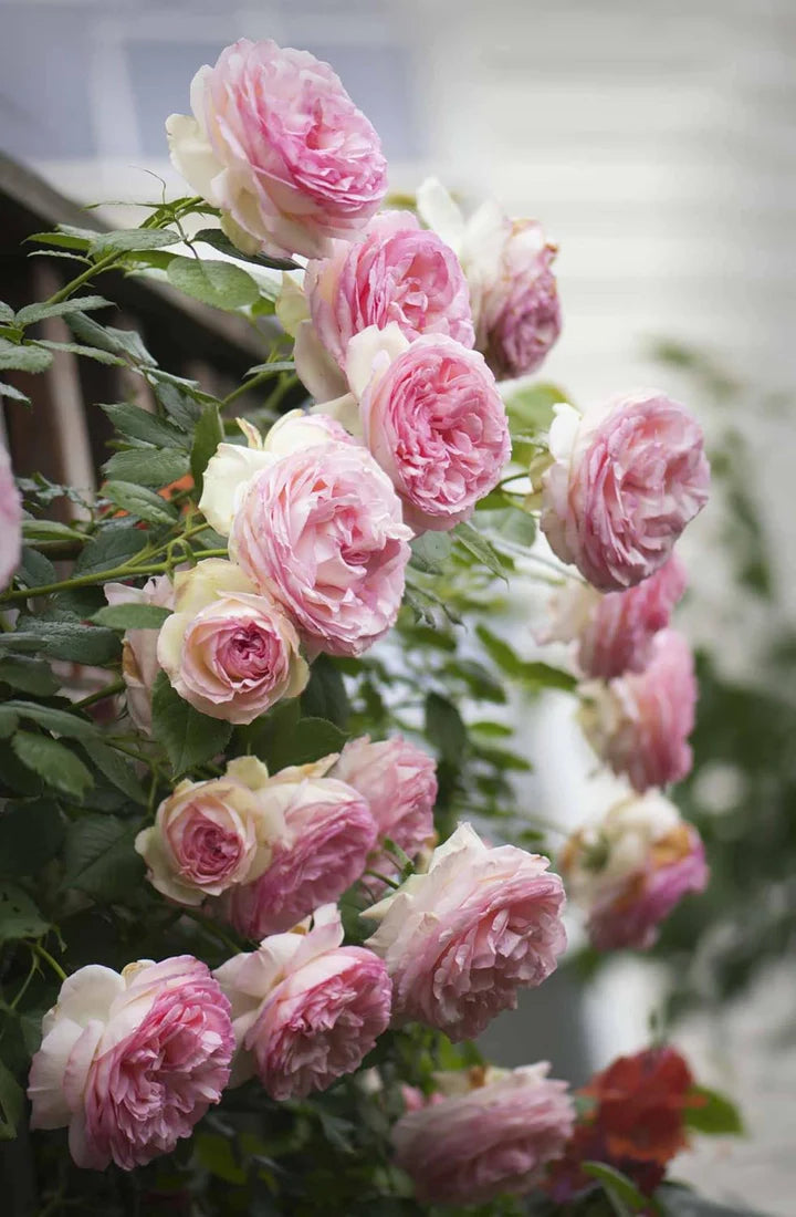 Pale Pink Climbing Perennial Rose Seeds for Planting – Heirloom, Non-GMO, Cottage Garden Essential