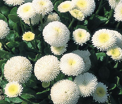Flower Seeds, Seeds,Seeds For Planting,Plant Seeds