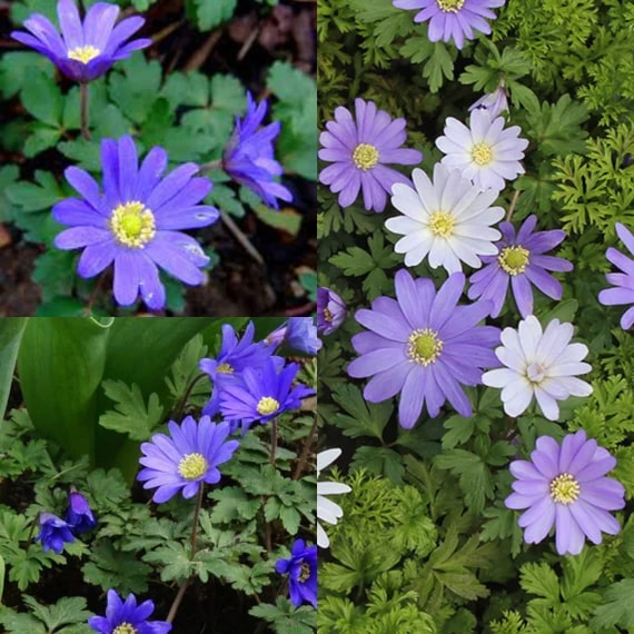 Anemone Blanda Flower Seeds for Planting – Heirloom, Non-GMO, High Germination Organic Garden Seeds