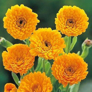 Flower Seeds, Seeds,Seeds For Planting,Plant Seeds