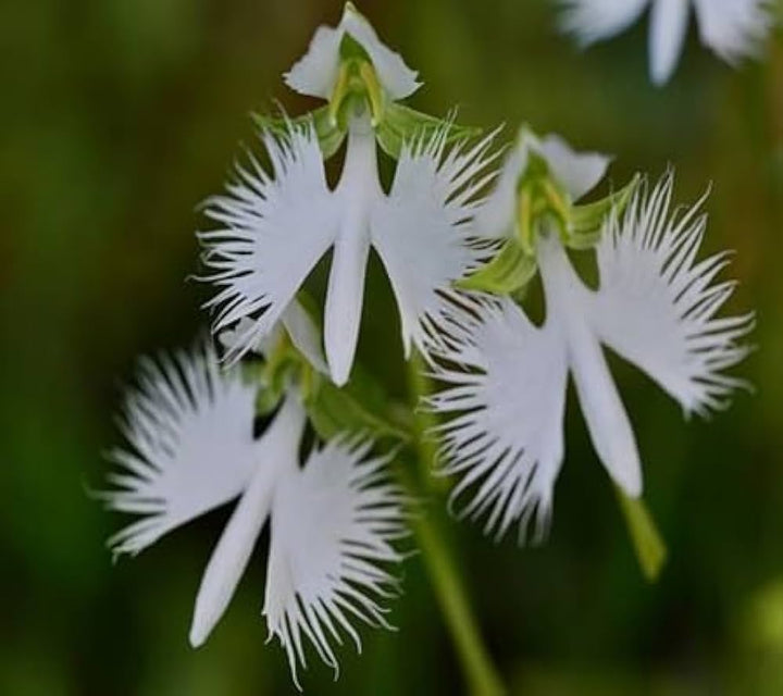 Flower Seeds, Seeds,Seeds For Planting,Plant Seeds
