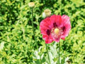 Mixed Somniferum Flower Seeds for Planting – Heirloom, Non-GMO, High Germination Garden Seeds