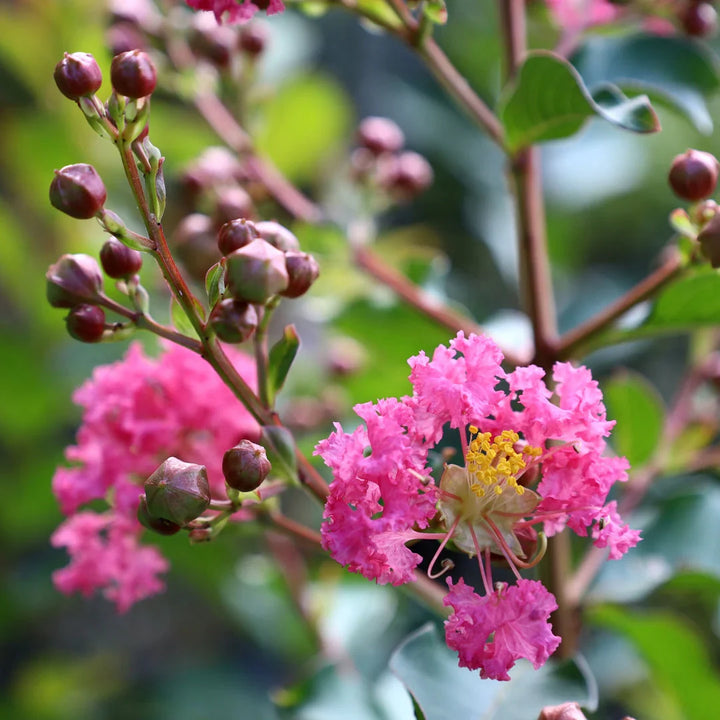 Flower Seeds, Seeds,Seeds For Planting,Plant Seeds