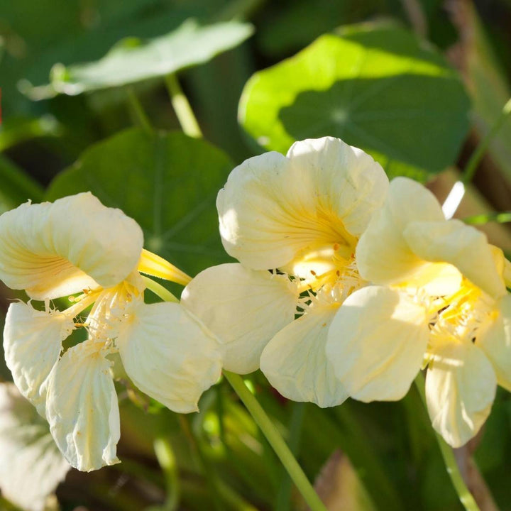Flower Seeds, Seeds,Seeds For Planting,Plant Seeds