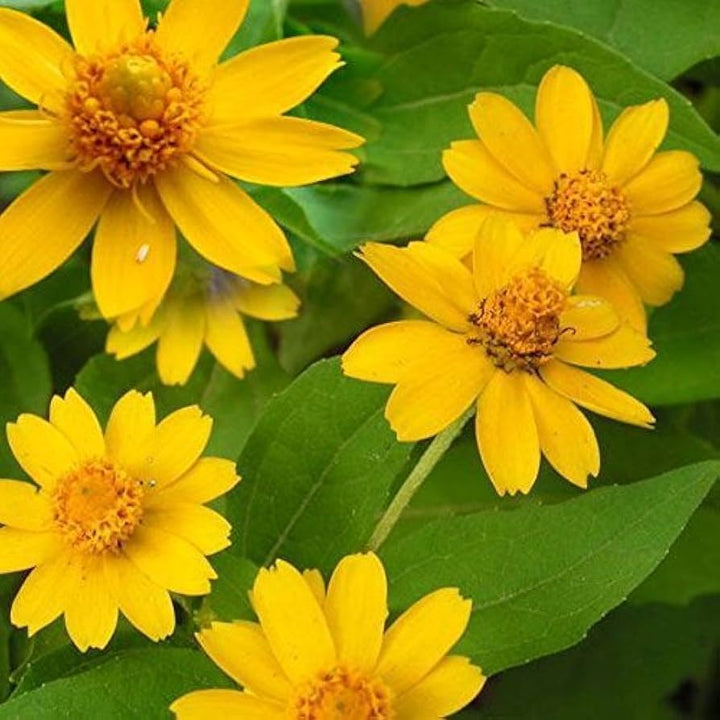 Flower Seeds, Seeds,Seeds For Planting,Plant Seeds