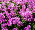 Purple Delosperma Cooperi Seeds – Heirloom, Non-GMO, Shade Tolerant