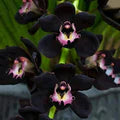 Black Orchid Flower Seeds for Planting – Heirloom, Non-GMO, High Germination Organic Garden Seeds