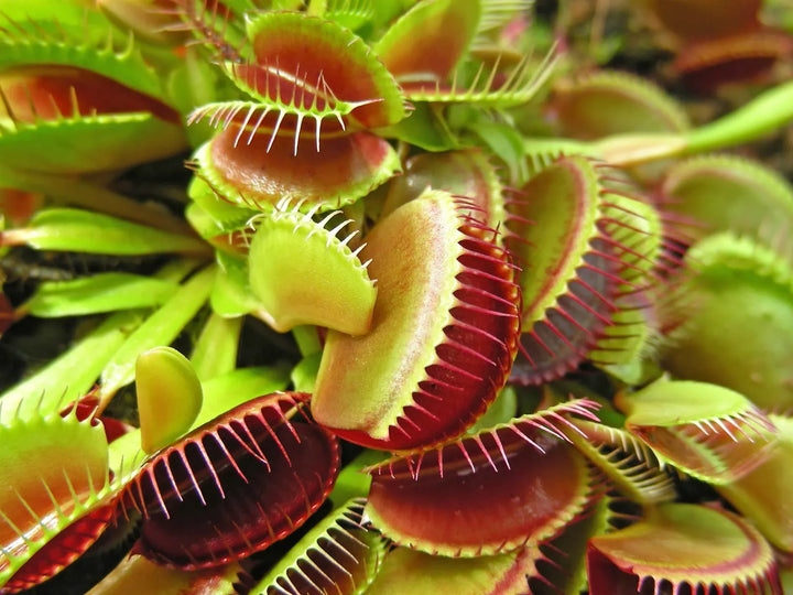 Flower Seeds, Seeds,Seeds For Planting,Plant Seeds