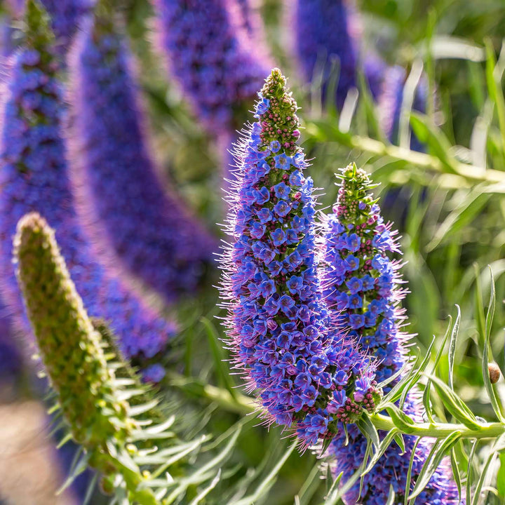 Flower Seeds, Seeds,Seeds For Planting,Plant Seeds