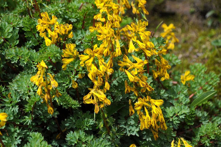 Yellow Corydalis Flower Seeds for Planting – Heirloom, Non-GMO, High Germination Garden Seeds