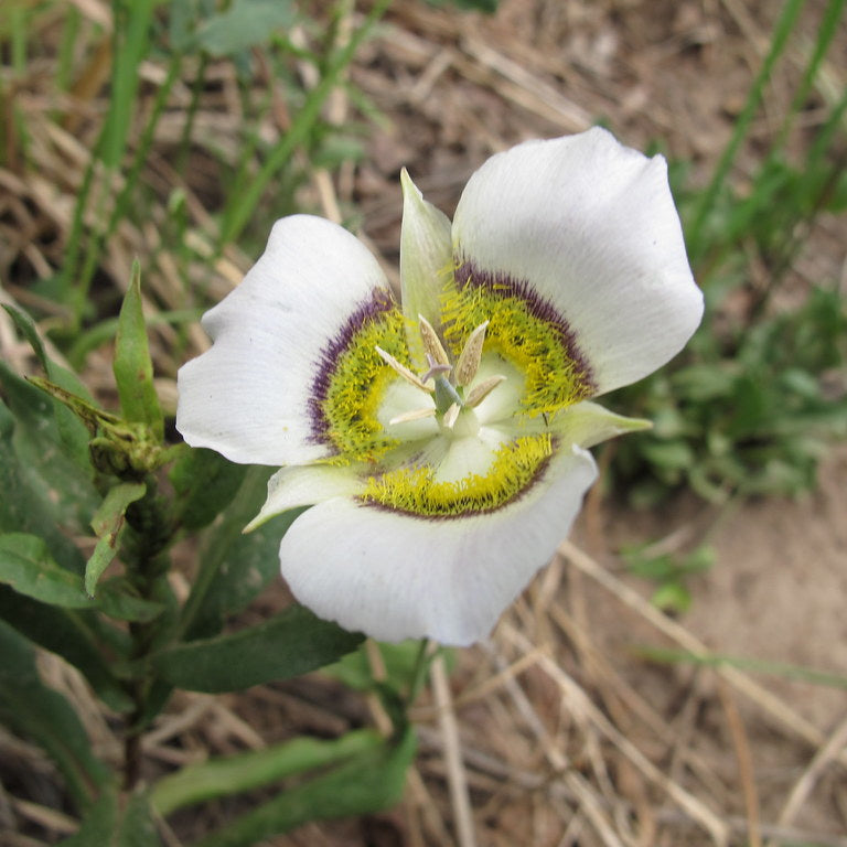 Flower Seeds, Seeds,Seeds For Planting,Plant Seeds