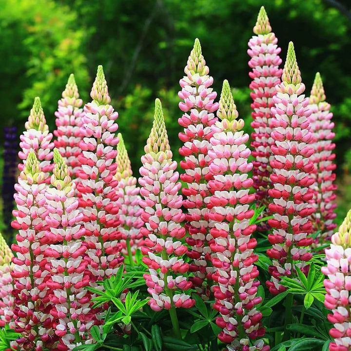 Flower Seeds, Seeds,Seeds For Planting,Plant Seeds