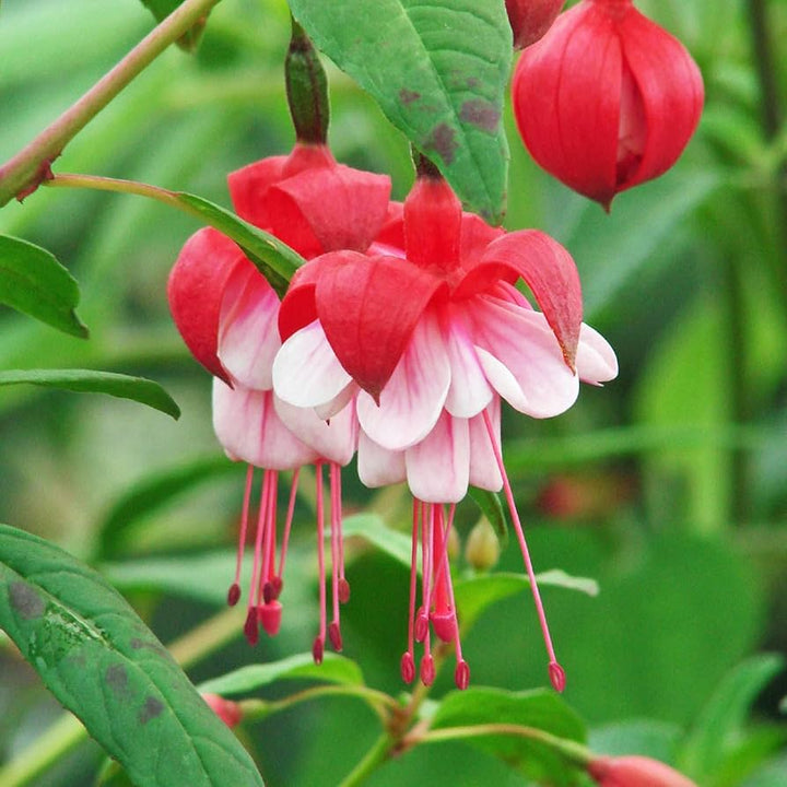 Flower Seeds, Seeds,Seeds For Planting,Plant Seeds