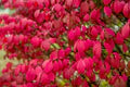 Red Burning Bush Flower Seeds for Planting – Heirloom, Non-GMO, High Germination Organic Garden Seeds