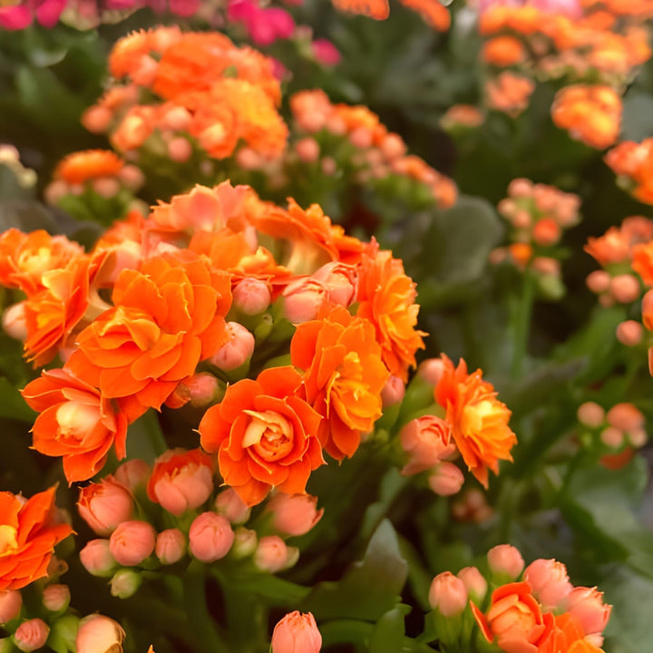Flower Seeds, Seeds,Seeds For Planting,Plant Seeds