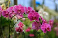 Thick Pink Orchid Flower Seeds for Planting – Heirloom, Non-GMO, Fragrant Garden Blooms