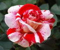 Red and White Rose Flower Seeds for Planting – Heirloom, Non-GMO, Fragrant Bloom Garden Seeds