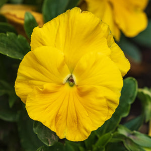 Flower Seeds, Seeds,Seeds For Planting,Plant Seeds