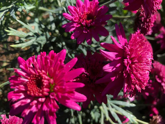 Flower Seeds, Seeds,Seeds For Planting,Plant Seeds
