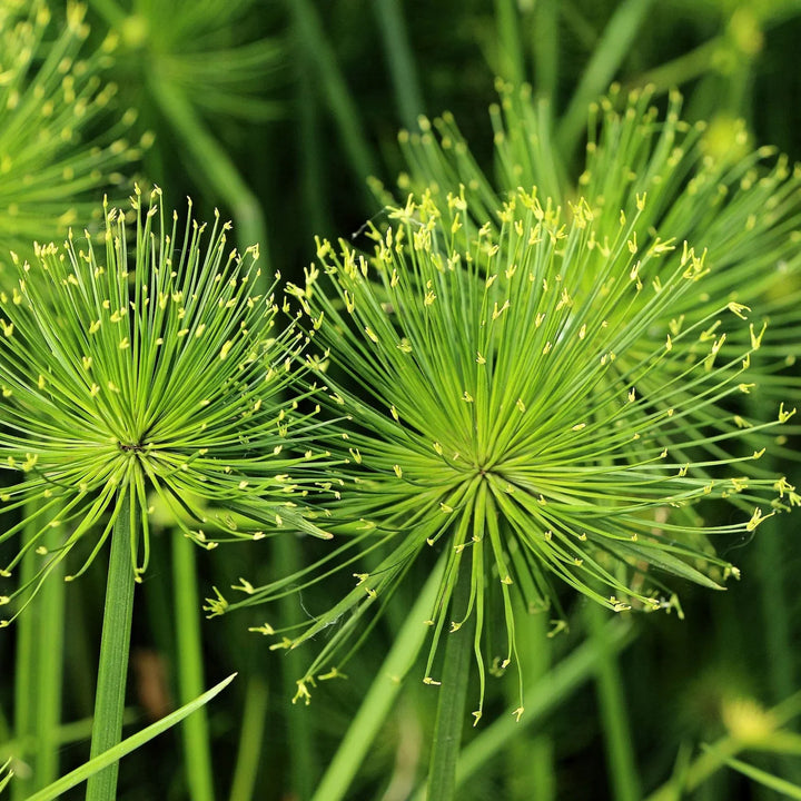 Flower Seeds, Seeds,Seeds For Planting,Plant Seeds