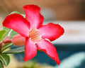 Obesum Flower Seeds for Planting – Heirloom, Non-GMO, High Germination Garden Seeds