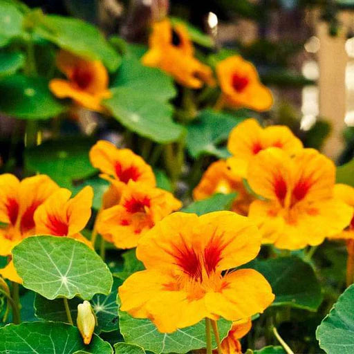 Flower Seeds, Seeds,Seeds For Planting,Plant Seeds