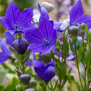 Flower Seeds, Seeds,Seeds For Planting,Plant Seeds
