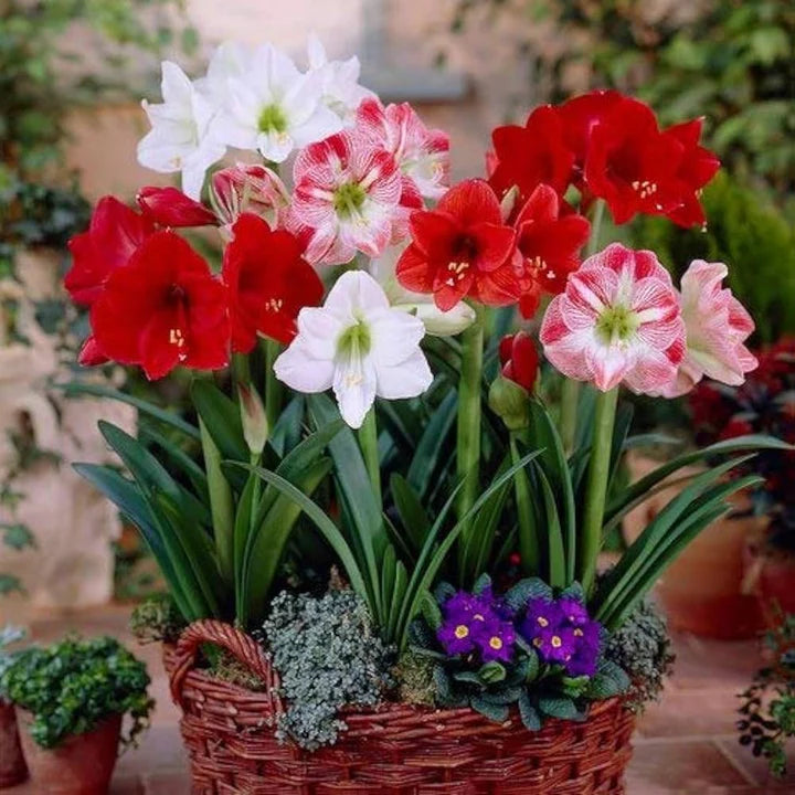 Mixed Flower Seeds for Planting – Heirloom, Non-GMO, High Germination Organic Garden Seeds