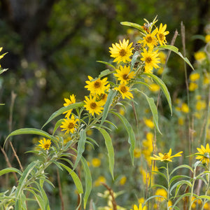 Flower Seeds, Seeds,Seeds For Planting,Plant Seeds