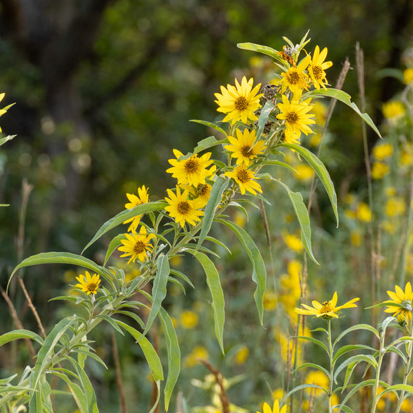 Flower Seeds, Seeds,Seeds For Planting,Plant Seeds