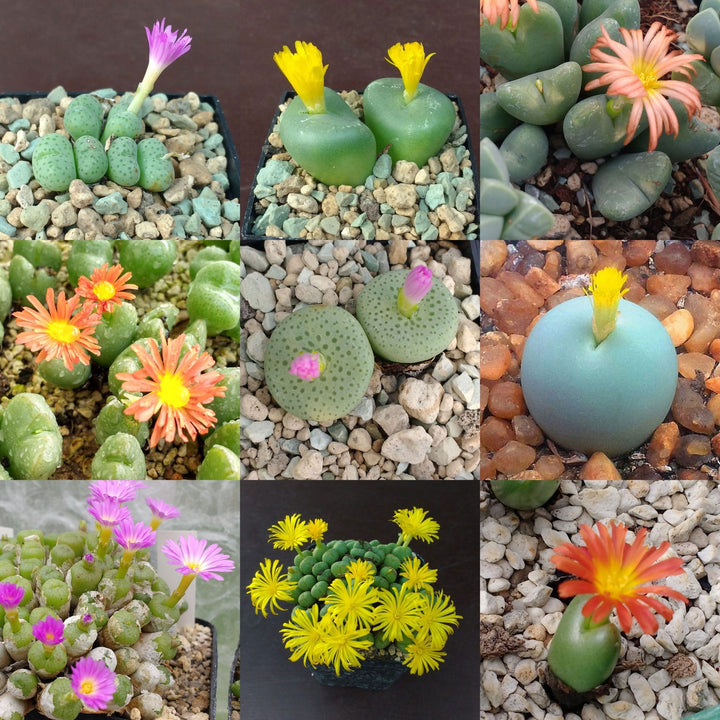 Flower Seeds, Seeds,Seeds For Planting,Plant Seeds