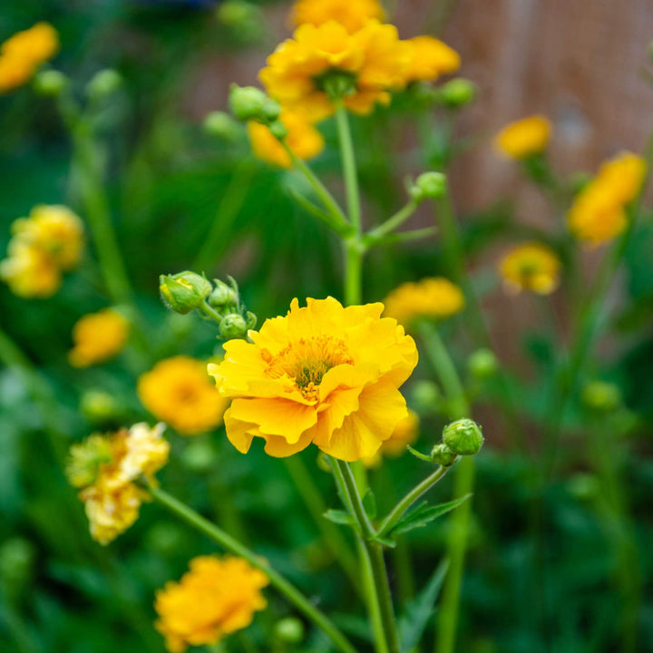 Flower Seeds, Seeds,Seeds For Planting,Plant Seeds
