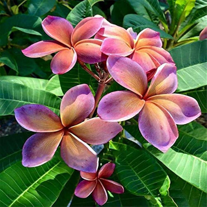 Flower Seeds, Seeds,Seeds For Planting,Plant Seeds