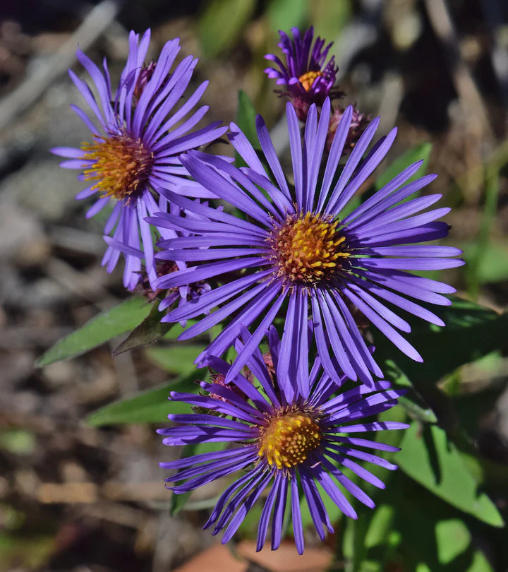 Purple Novae Angliae Flower Seeds for Planting – Heirloom, Non-GMO, High Germination Organic Garden Seeds