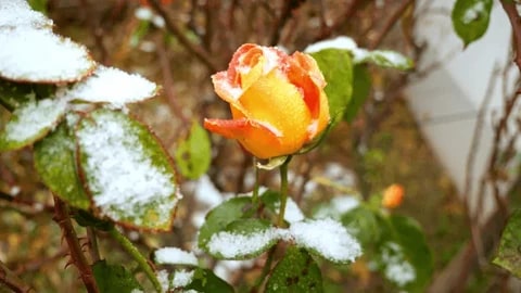 Orange Snow Rose Flower Seeds for Planting – Heirloom, Non-GMO, Colorful, High Germination Garden Seeds