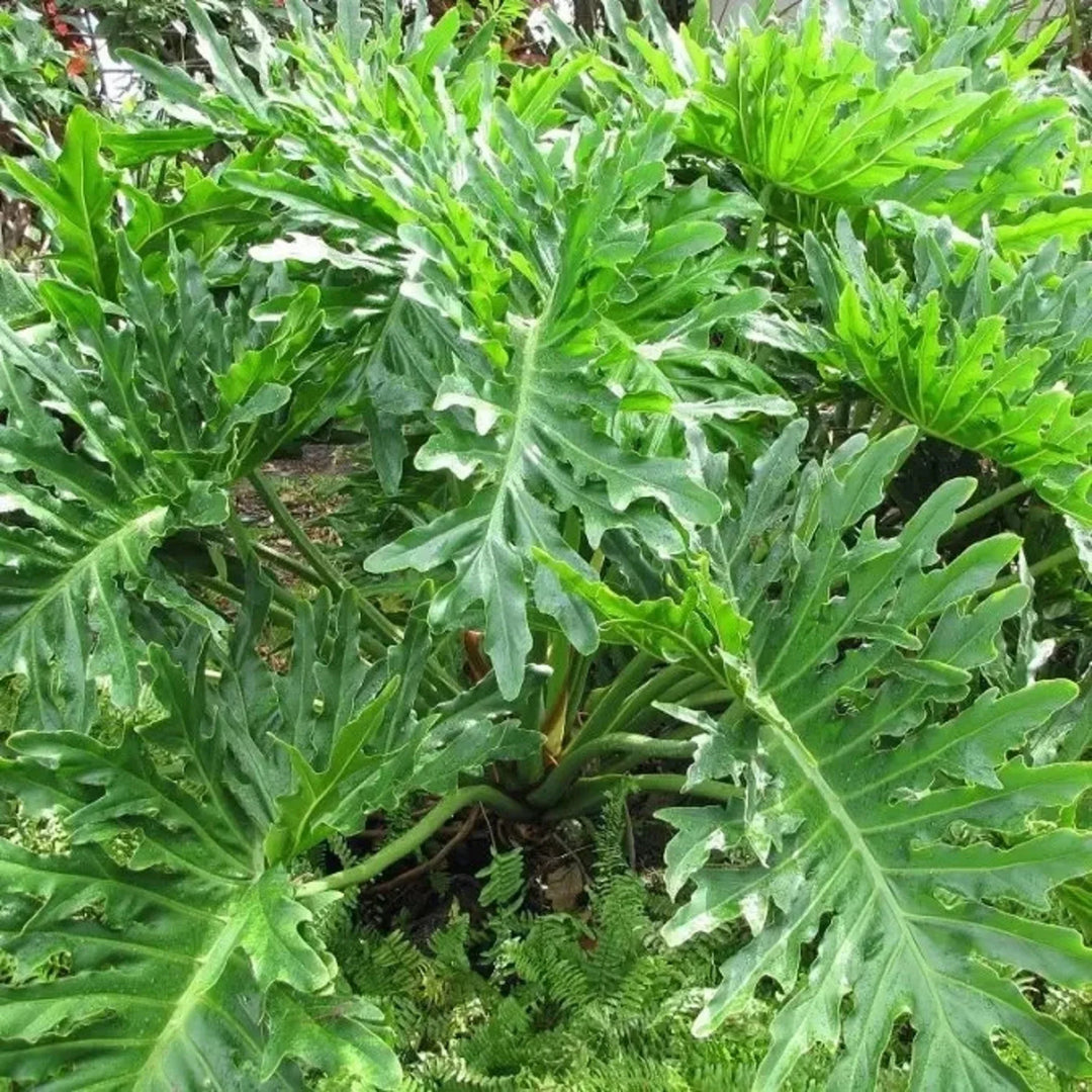 Flower Seeds, Seeds,Seeds For Planting,Plant Seeds